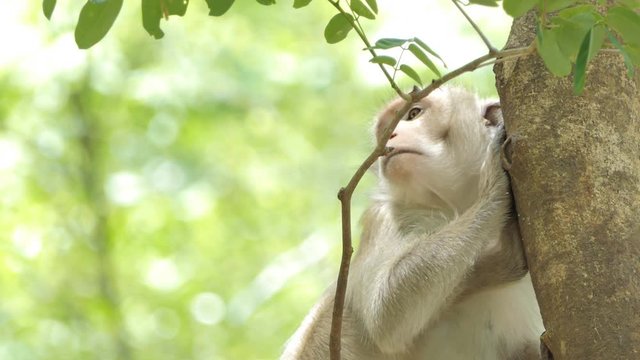 Macaque rhesus monkey (Macaca mulatta) sitting on the tree in mixed deciduous forest