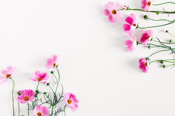 Beautiful flowers composition. Pink cosmos flowers on white background. Flat lay, top view, copy...