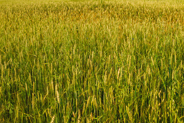 Field of young wheat ears and sky with clouds.