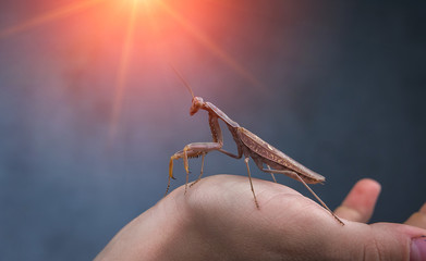 Insect hunter attacks at sunset. Mantis is a terrible monster of wildlife.