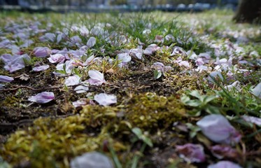 Cherry petals on the lawn
