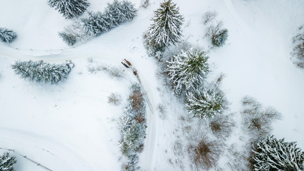 Aerial view of evergreen Christmass pine forest and horse cart  from above. bird's eye, drone shot. amazing natural winter background