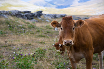 vacas y toros en las montañas de los pirineos en españa