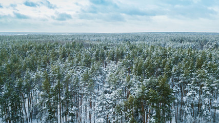 Aerial view of evergreen Christmass pine forest from above. bird's eye, drone shot. amazing natural winter background