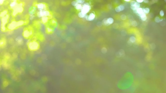 Closeup view of flying in air blurry insects and pollen isolated at defocused green fresh foliage of big old trees growing in summer or spring park. Real time full 4k video footage.