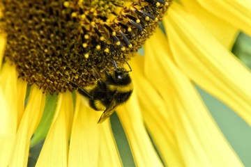 Biene auf einer Sonnenblume
