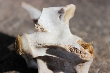 deer hip bone white