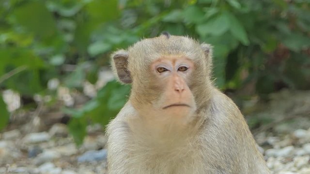 Macaque rhesus monkey (Macaca mulatta) sitting on the tree in mixed deciduous forest