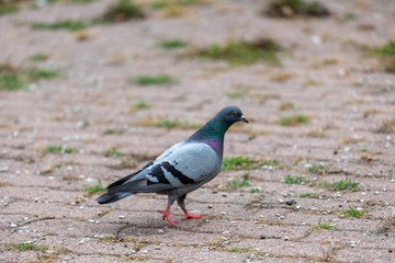Flock of pigeons flying over the Street