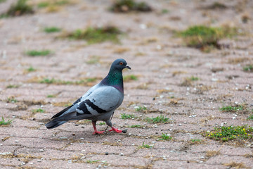 Flock of pigeons flying over the Street