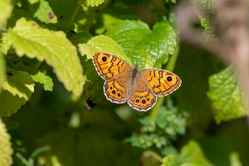 Mauerfuchs im sommerlichen Garten