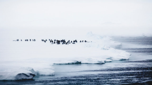 Adelie Penguins in a blizzard, East Antarctica.