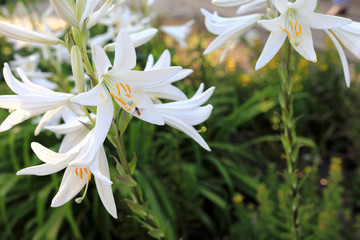 View of blooming lilies