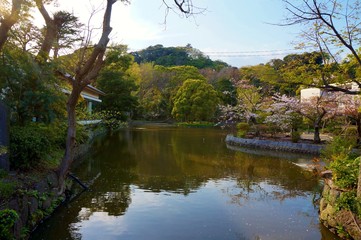 lake in the park with reflection and cherry blossom in background