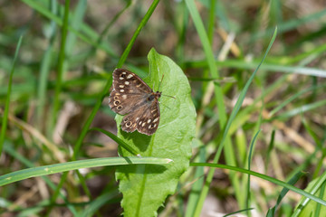 Waldbrettspiel makro auf grüner Wiese