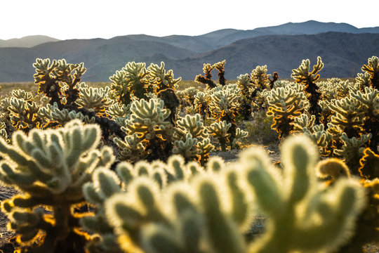 View of Cholla Cactus Garden during sunset