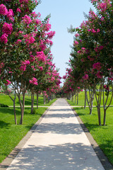 summer garden of floral trees