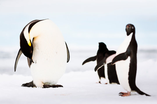 Emperor Penguin and Adelie Penguins, fast ice edge, Commonwealth Bay, East Antarctica.