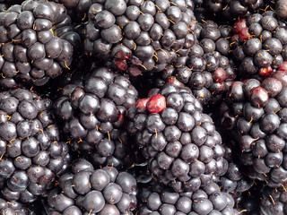 many fresh blackberry fruits close up