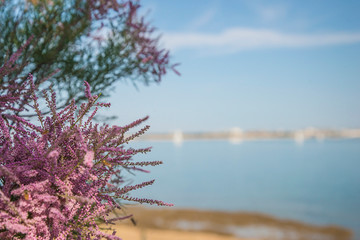 Beach holidays concept. Beautiful pink plant against the blus sea on sunny day