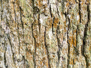 horizontal background - bark of old oak tree