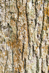 vertical background - bark of old oak tree