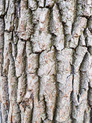 vertical natural background - bark of mature tree