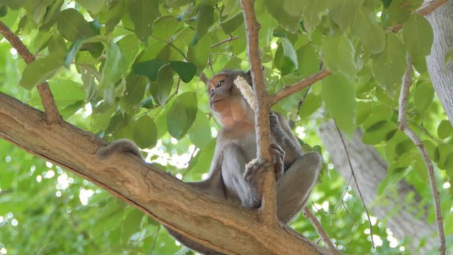 Macaque rhesus monkey (Macaca mulatta) sitting on the tree in mixed deciduous forest