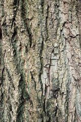 vertical background - bark of mature poplar tree