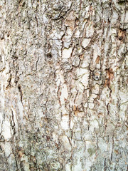 vertical background - bark of mature elm tree