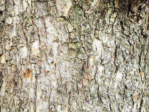 horizontal background - bark of mature elm tree