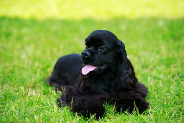 Dog breed american cocker spaniel