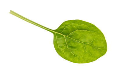 fresh green leaf of baby spinach cutout on white