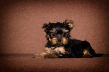 little puppy Yorkshire terrier looking