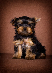 little puppy Yorkshire terrier looking