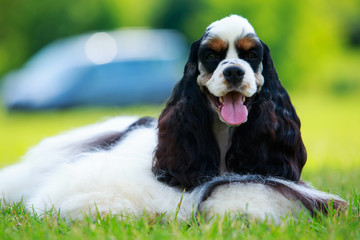 Dog breed american cocker spaniel