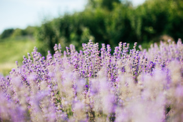 Fototapeta na wymiar Lavender field in sunlight - provence
