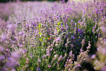 Obraz premium Lavender field in sunlight - provence
