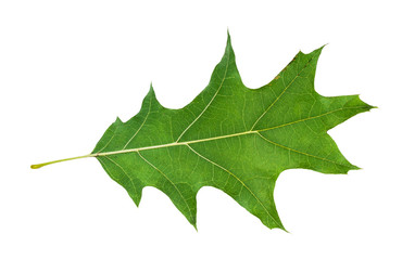 back side of natural green leaf of red oak tree