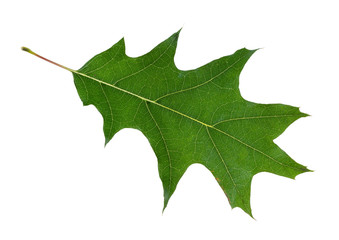 natural green leaf of red oak tree cutout on white