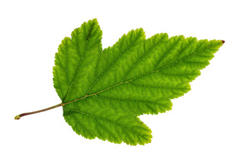 natural green with yellow leaf of ninebark shrub