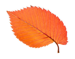 back side of fallen orange leaf of elm tree cutout