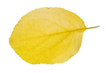 Naklejka premium fallen yellow leaf of plum tree cutout of white