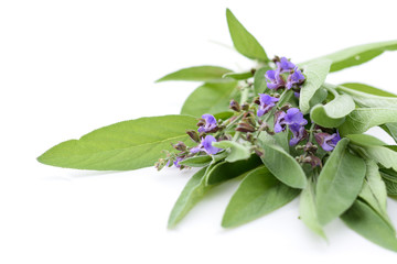 Sage blossoms and leaves on white background