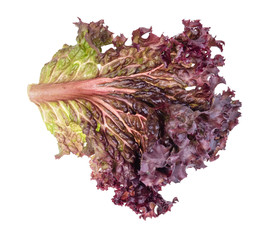 leaf of fresh Lollo rosso leaf lettuce cutout