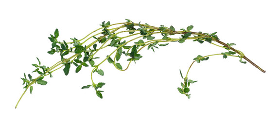 twig of fresh thyme herb cutout on white
