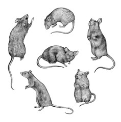 Collection of graphic pencil drawings. Sketches of rodents isolated on white. Vintage style. Set of realistic drawing of a rats.