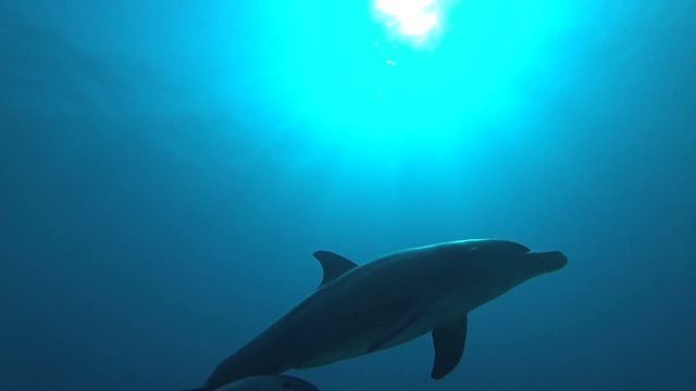 Baby dolphin is swimming with mother