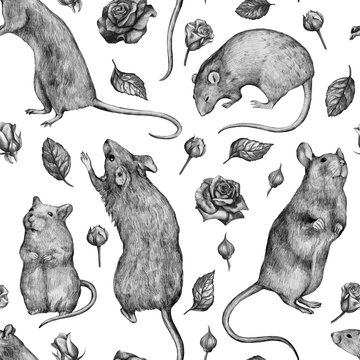 Realistic Rat coloring page | Free Printable Coloring Pages