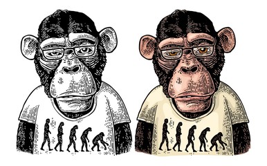 Monkeys dressed in a T-shirt with the theory of evolution on the contrary.